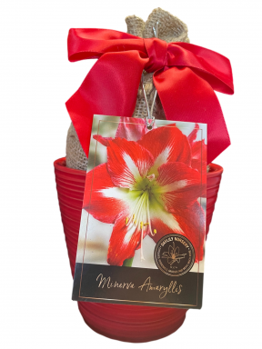 Minerva Amaryllis Gift Growing Kit- Red Ceramic Pot, Minerva Bulb, a Burlap Bag and Growing Medium